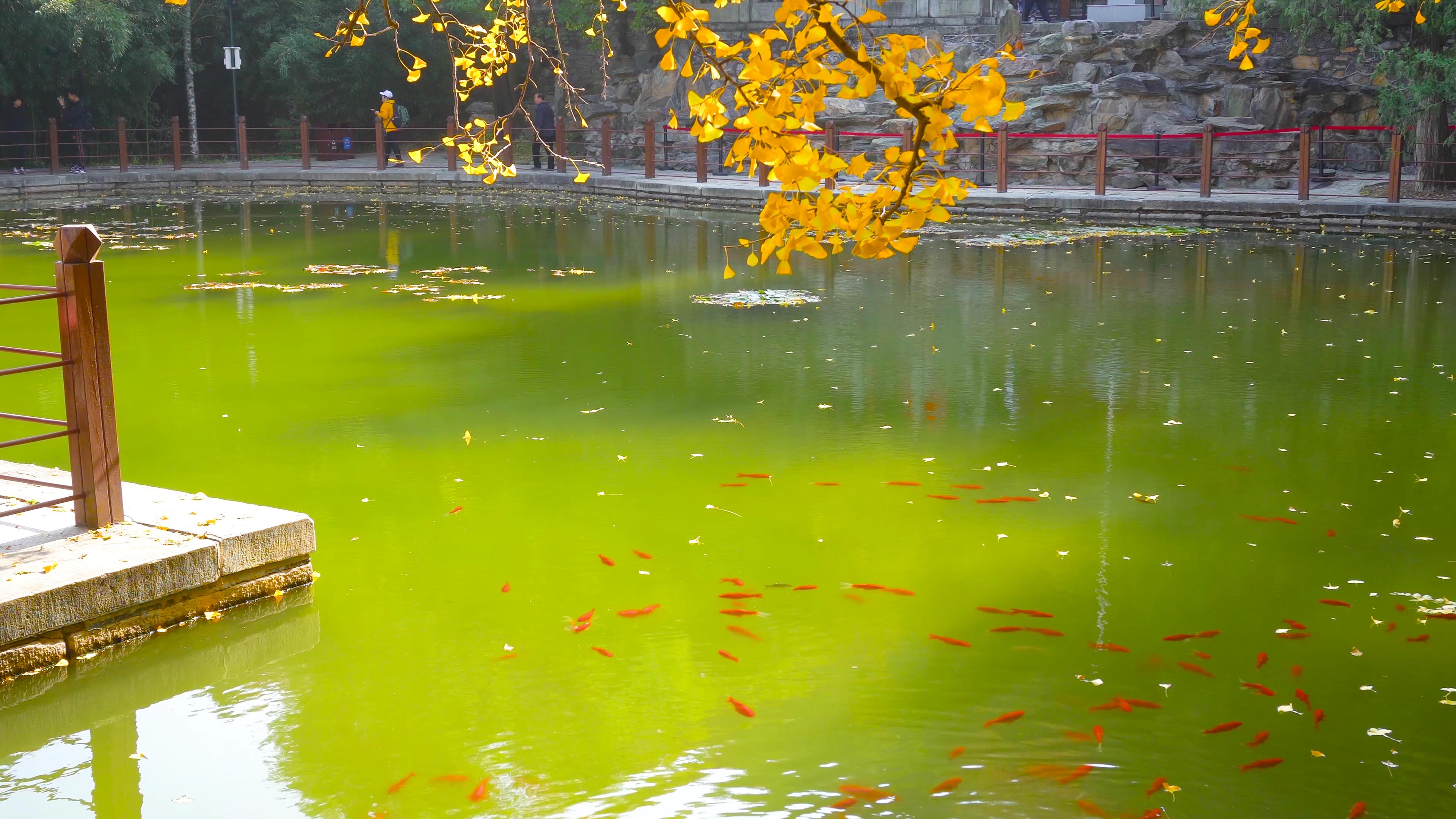 4K秋天梧桐叶飘落鱼池视频视频的预览图