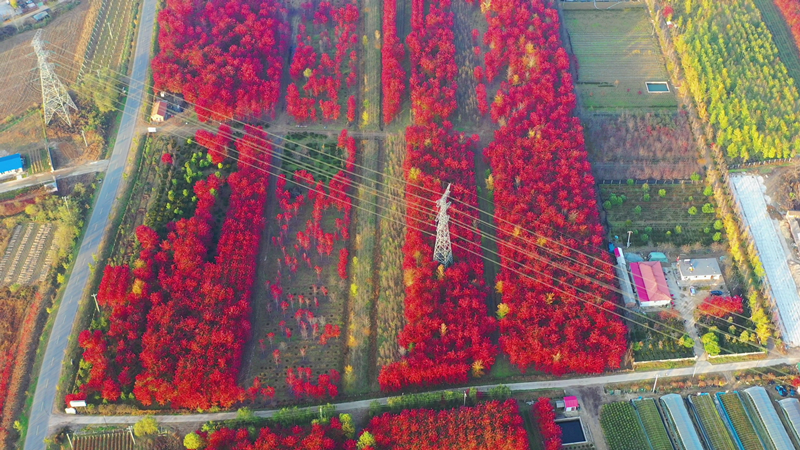 4K航拍秋天红枫树林风景视频的预览图