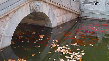 4K秋天枫叶落在鱼池自然风光视频的预览图