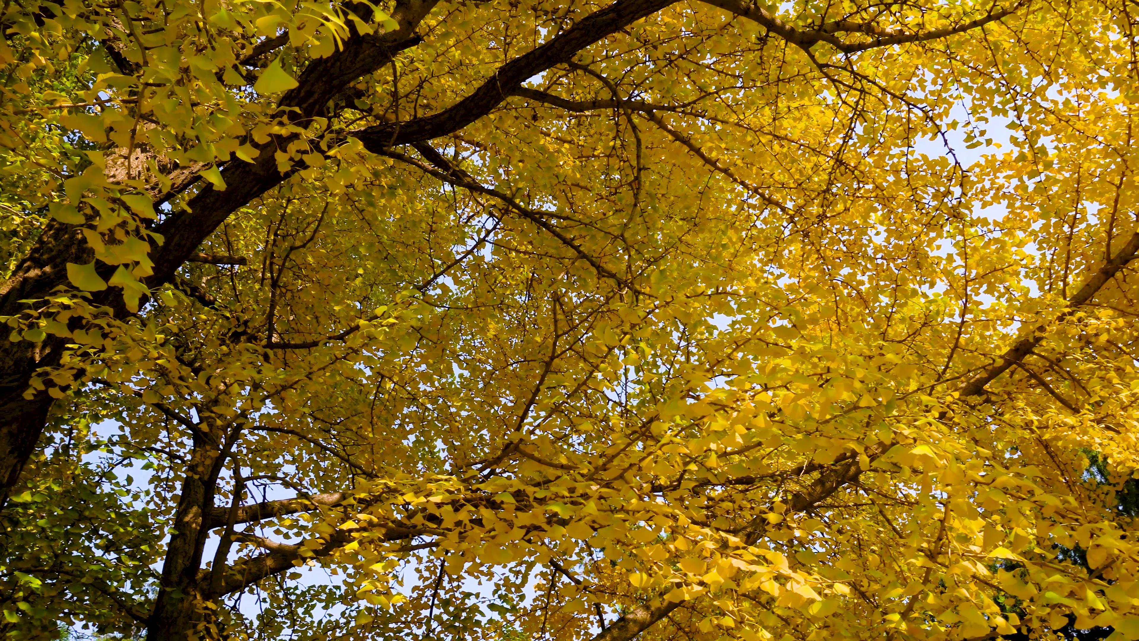 4K实拍秋天唯美金黄的枫树自然风光视频的预览图
