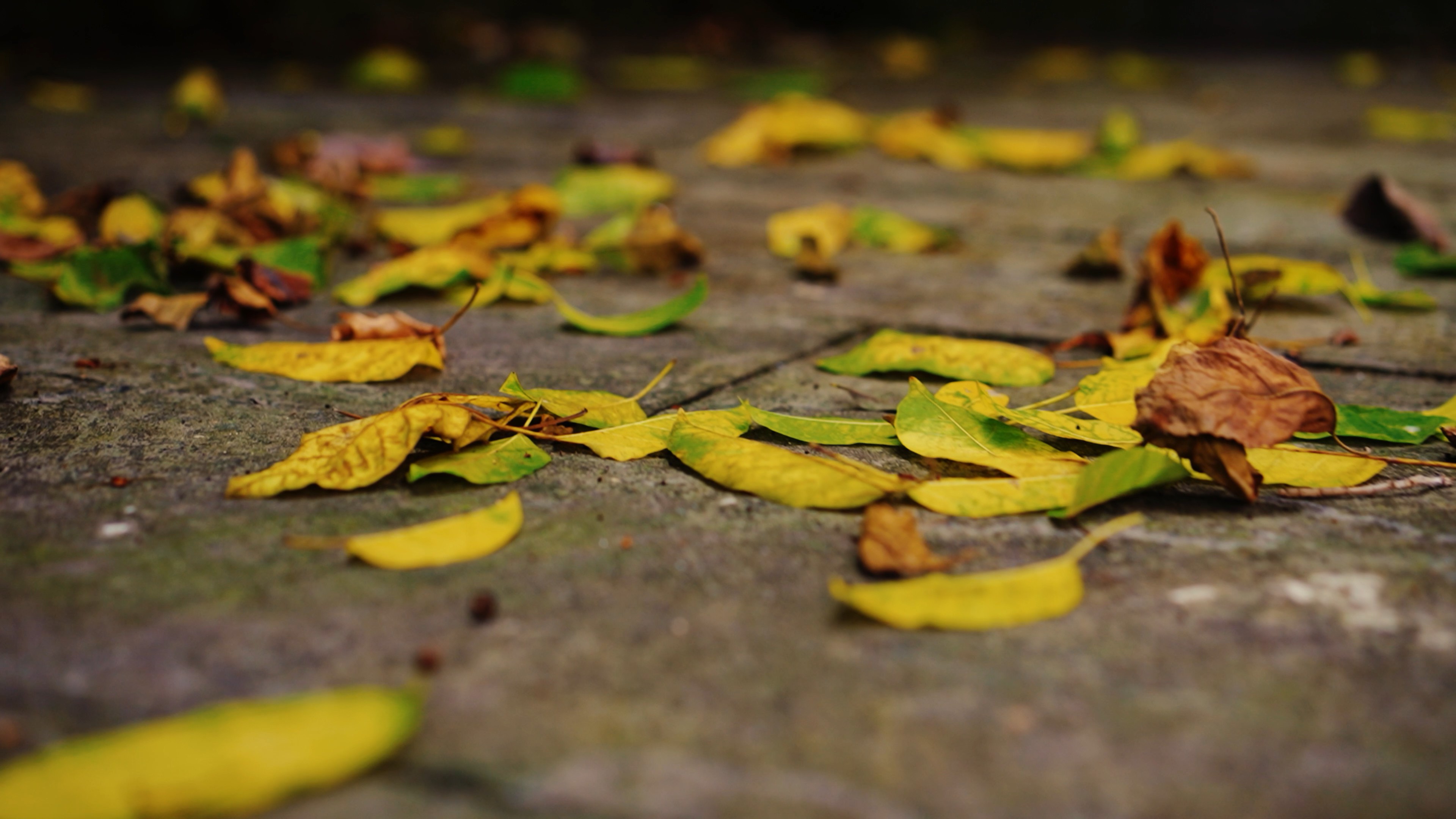 4k低角度移动镜头地面落叶秋天风景实拍视频的预览图