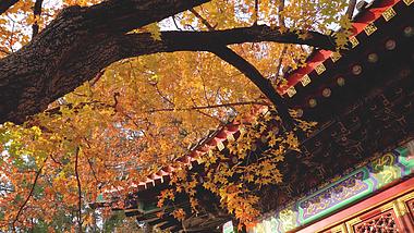 4K秋天枫叶北京香山建筑视频视频的预览图