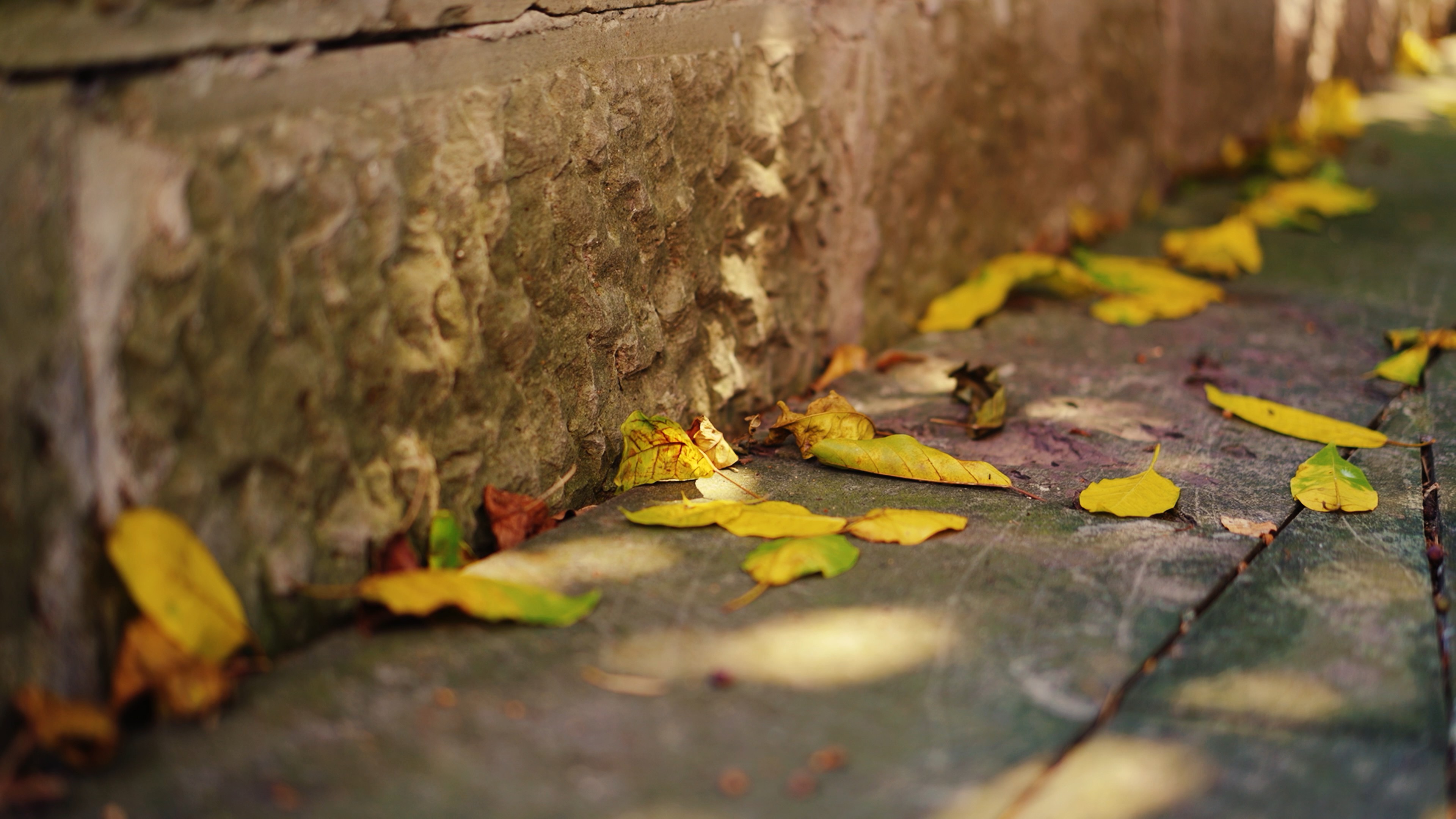4k青石板地面落叶光影变化空镜秋天风景视频的预览图