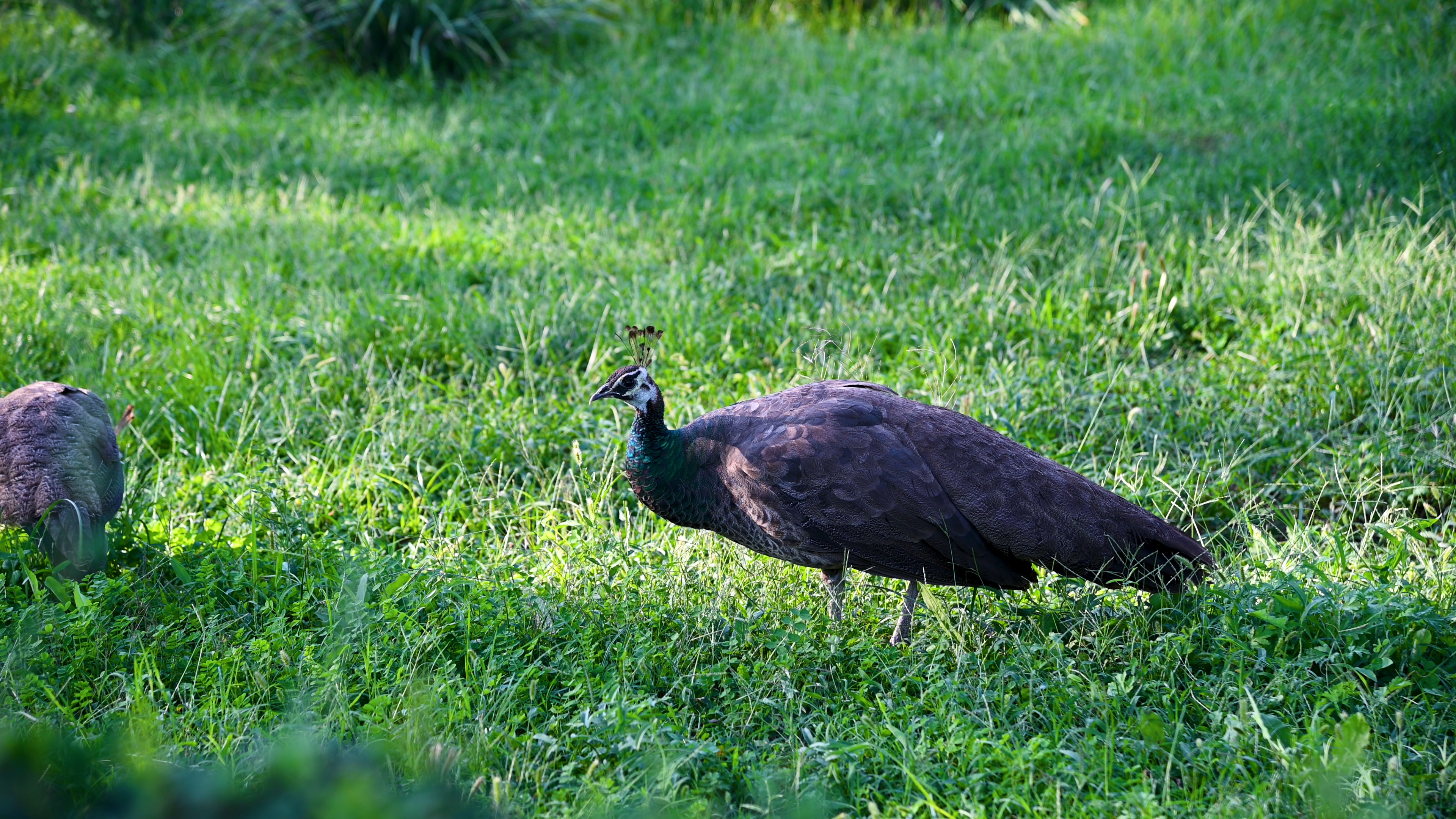 4K实拍公园草地上觅食的雌性蓝孔雀视频的预览图