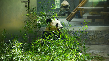 4K实拍视频可爱国宝秦岭大熊猫吃新鲜竹子视频的预览图