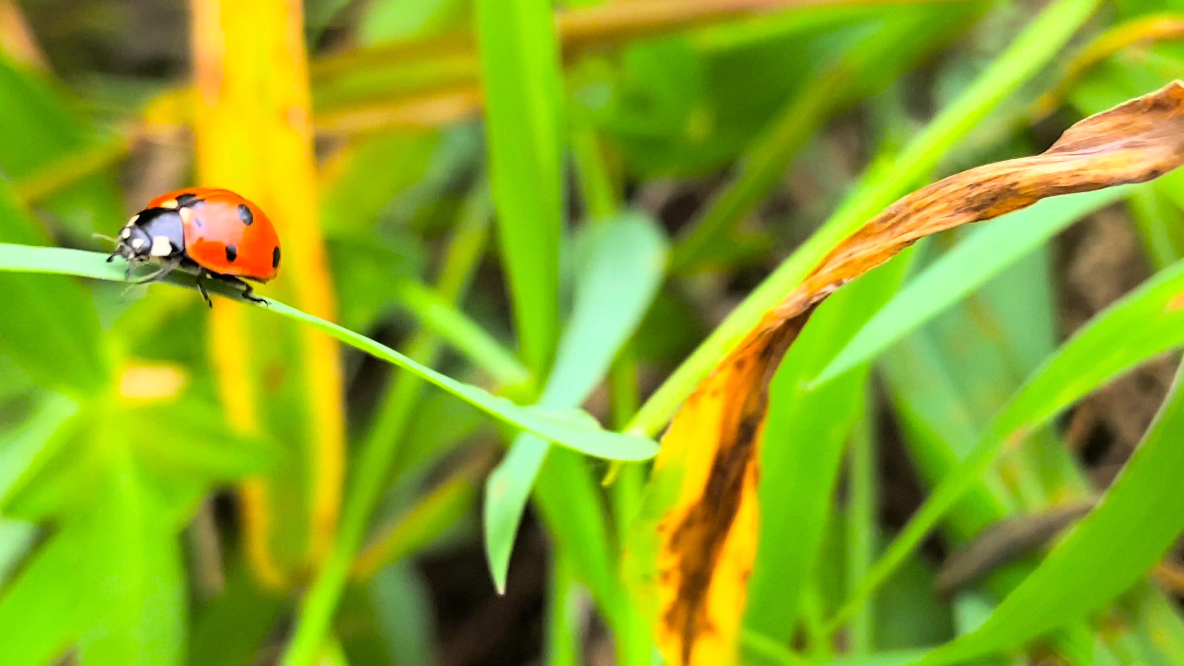 4K实拍草丛中的昆虫七星瓢虫视频的预览图