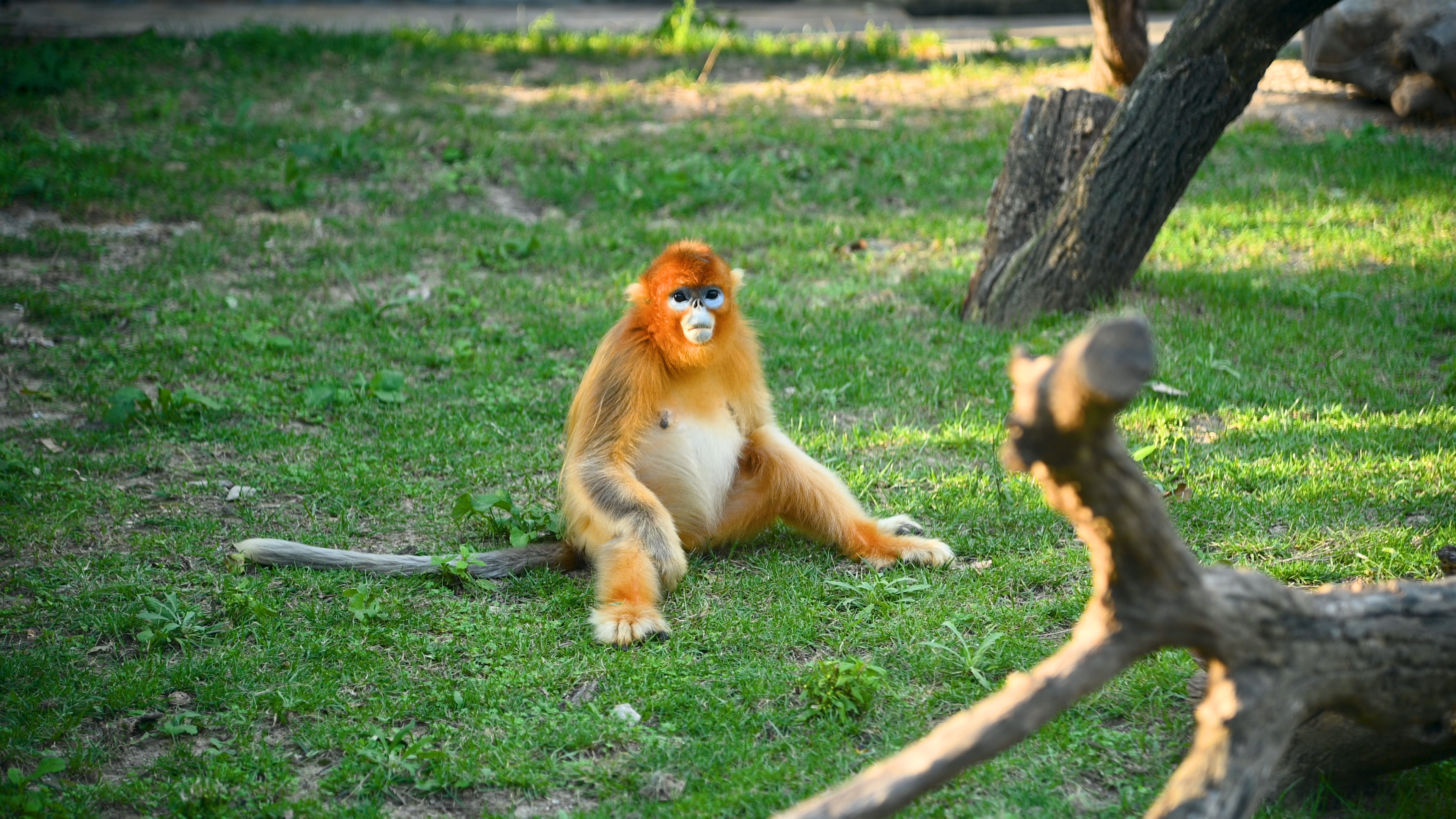 4K实拍西安秦岭动物园可爱金丝猴进食玩耍视频的预览图