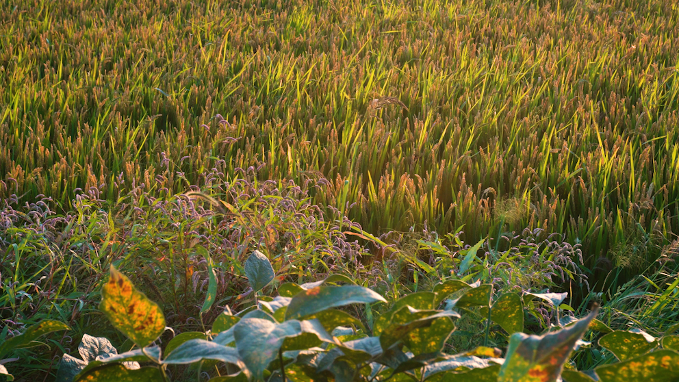 4K黄昏稻田风吹唯美浪漫植物空镜头视频的预览图