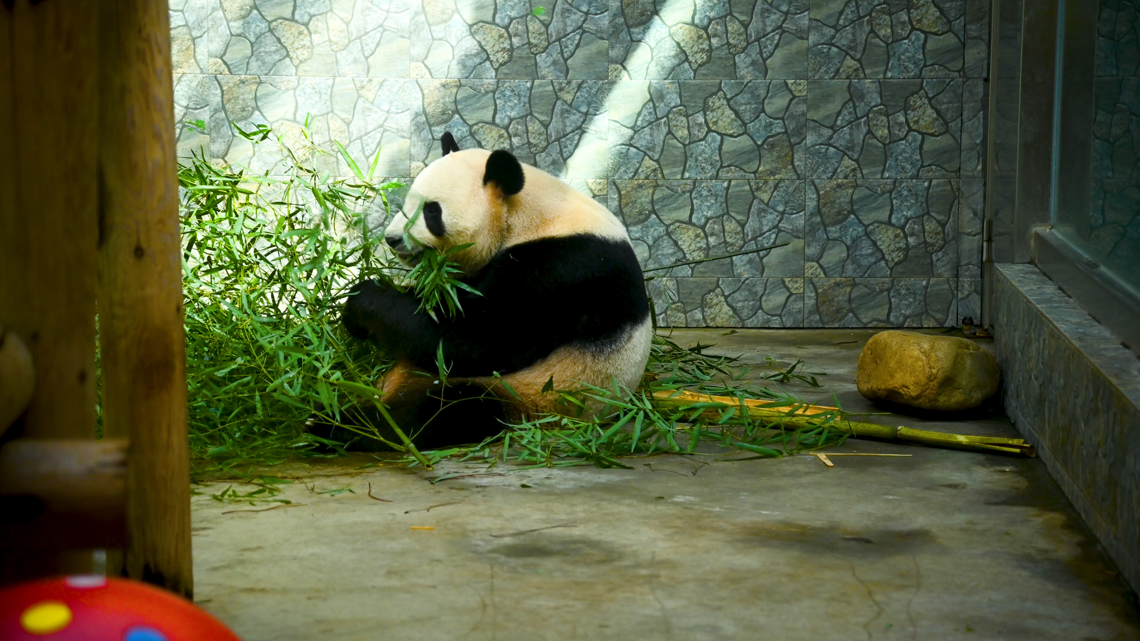 4K实拍视频进食竹子中的国宝秦岭大熊猫视频的预览图
