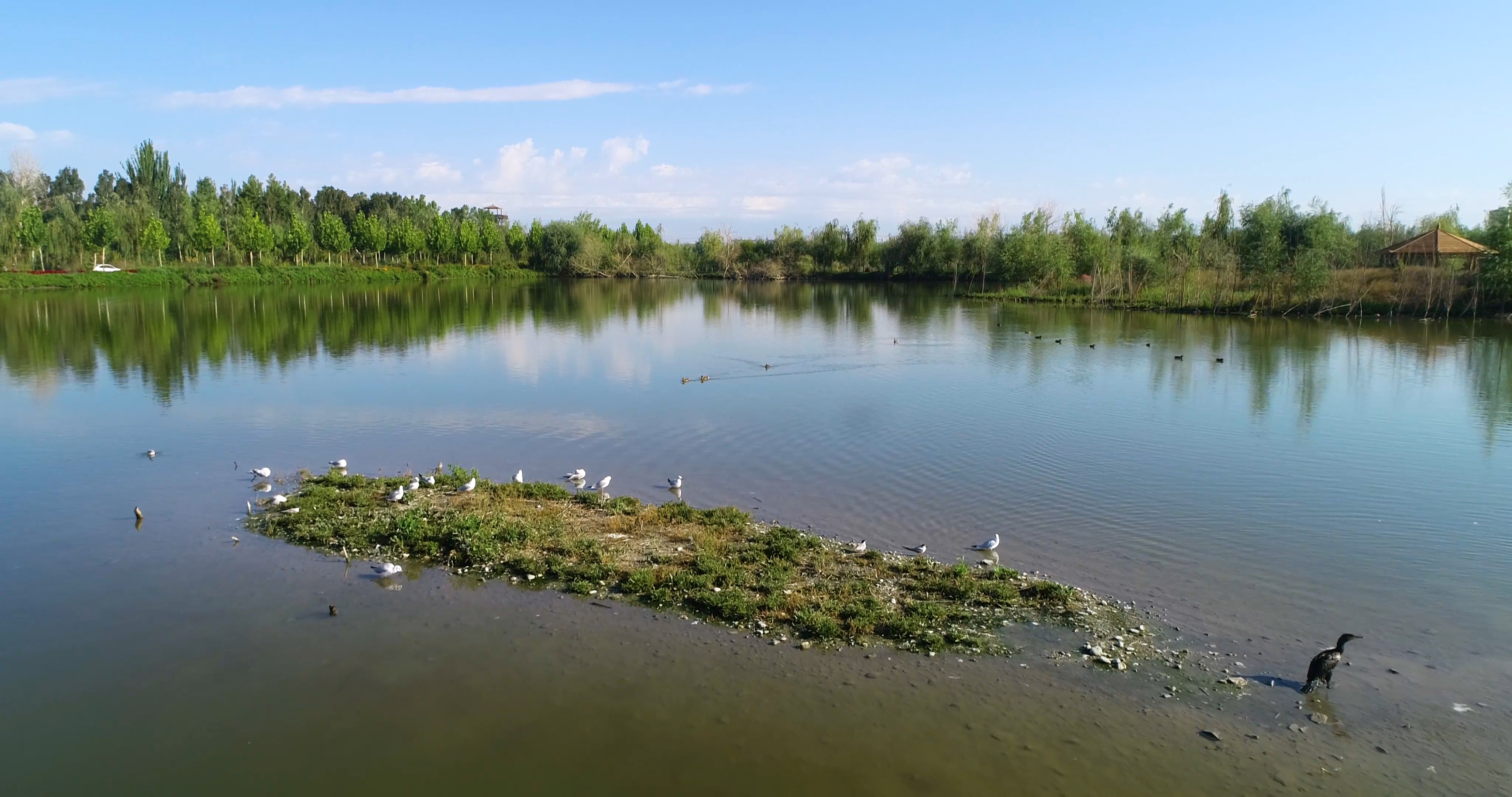 湿地公园候鸟嬉戏4K航拍视频的预览图