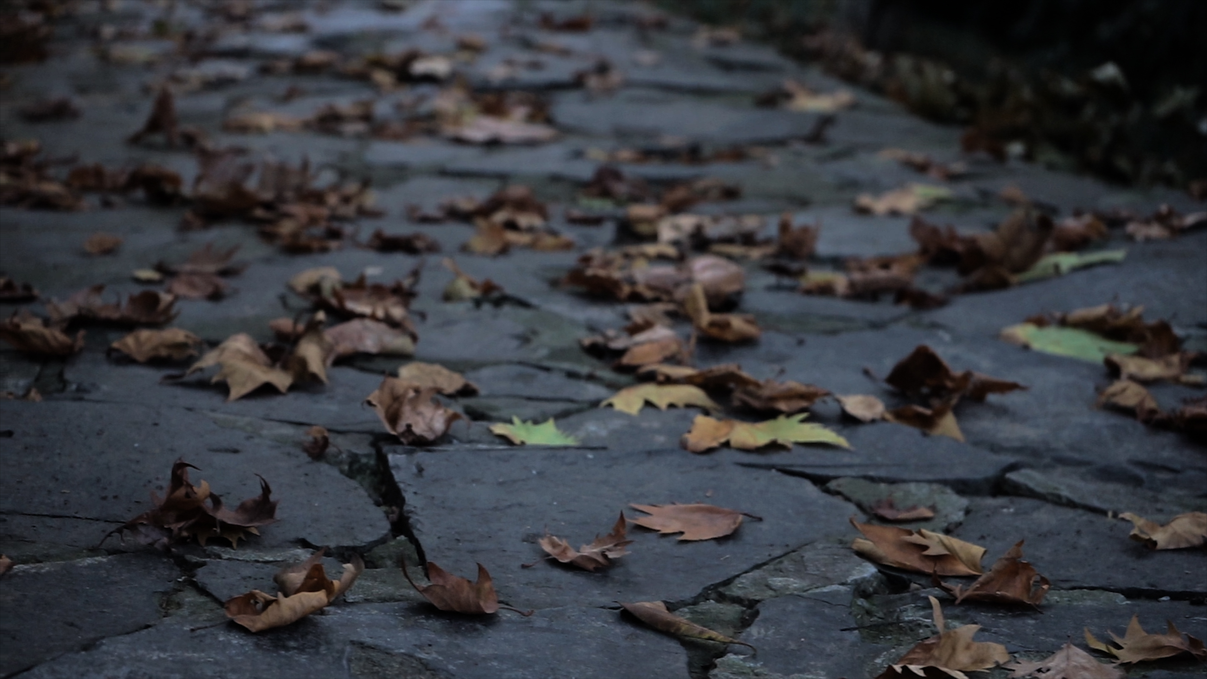 4K实拍石板路上落叶入秋秋天景色视频的预览图