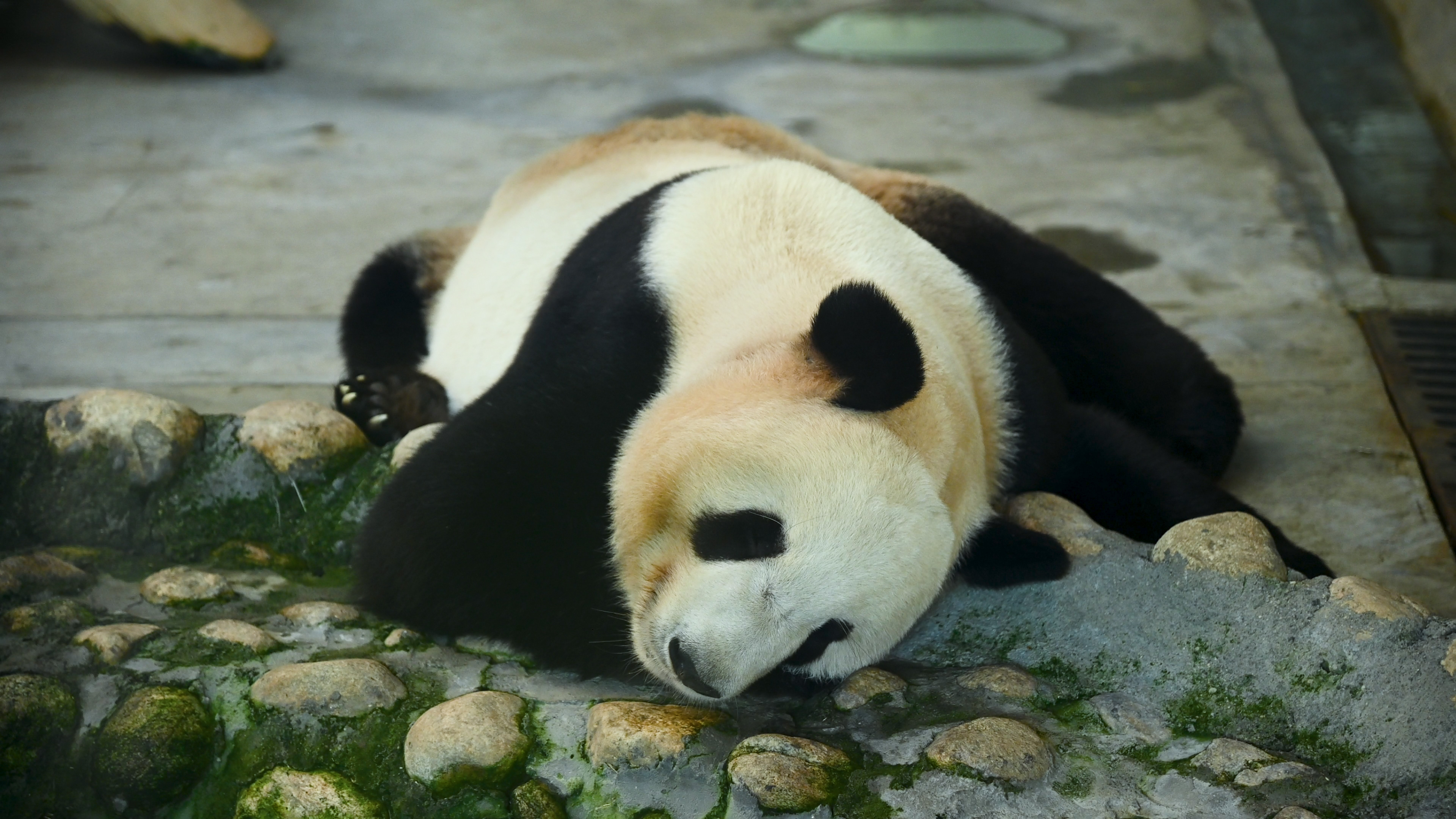 4K实拍视频睡觉休息中的可爱国宝大熊猫视频的预览图