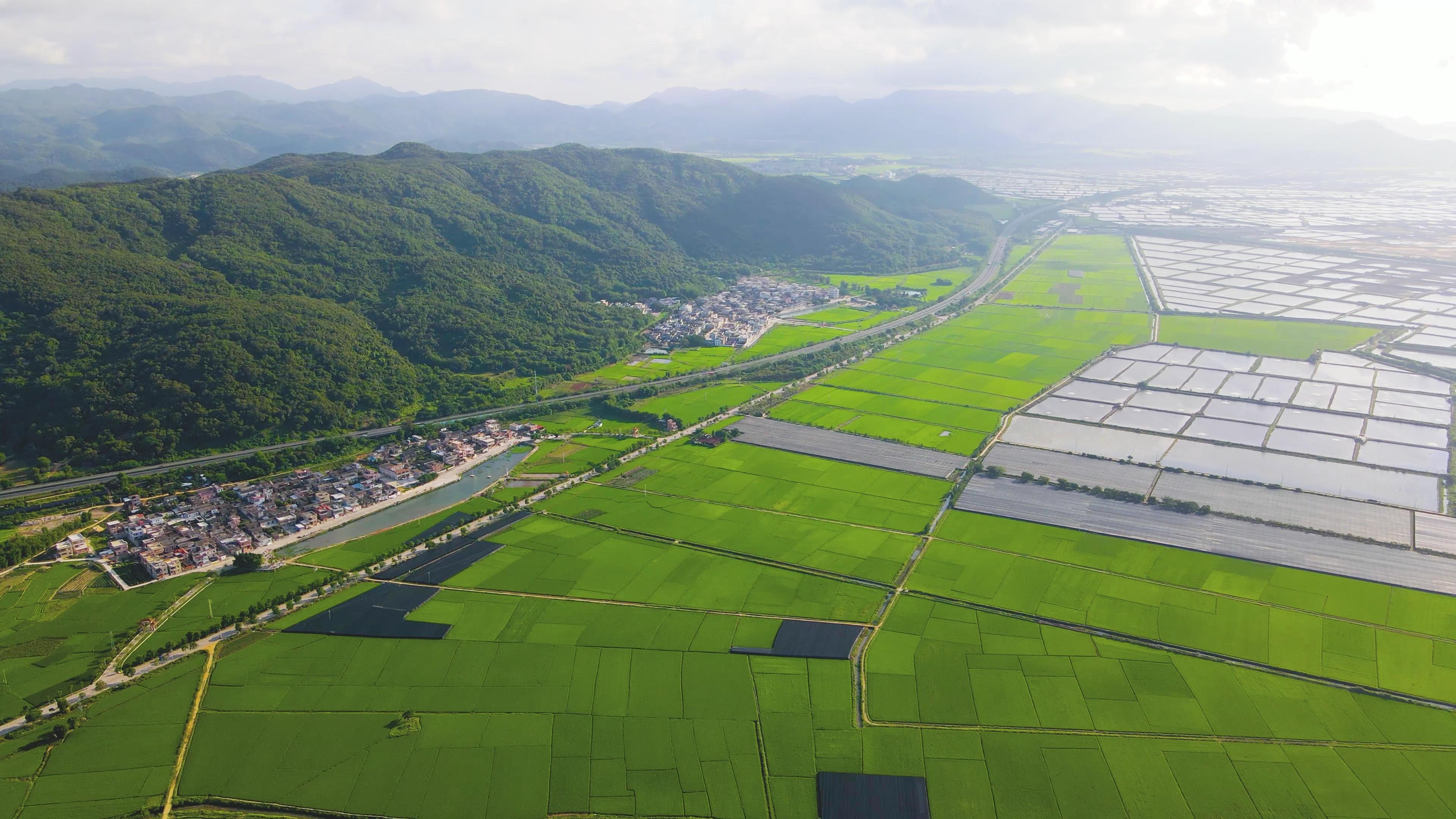 4K航拍乡村水稻种植绿色农田杂交水稻视频的预览图