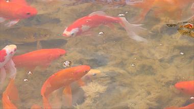 4K拍摄河池中抢食的金鱼鱼儿升格视频的预览图