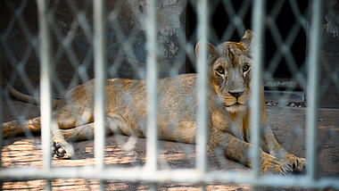 4K实拍动物园铁笼内的雌狮子动物保护宣传视频的预览图