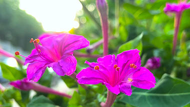 4K实拍逆光紫色花朵自然美景视频的预览图