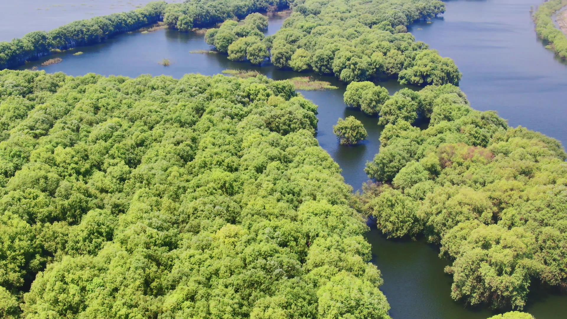4K航拍水上绿色森林植物视频的预览图