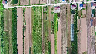 4K俯拍农业种植农田绿色植物视频的预览图