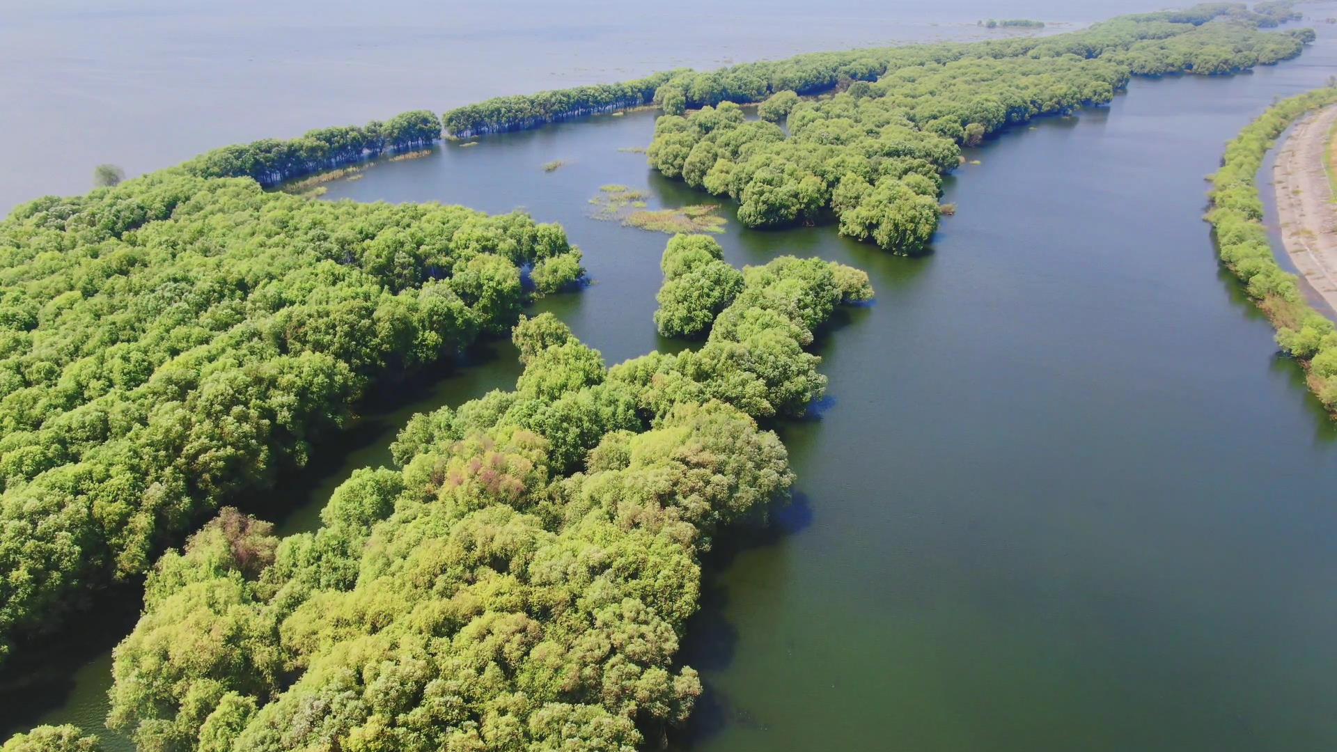 4K航拍水中植物森林自然风光视频的预览图