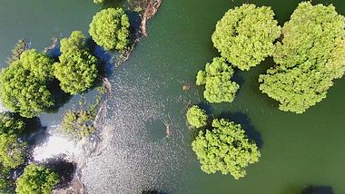 4K俯拍被水淹没的植物视频的预览图