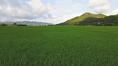 4K航拍稻田水稻农作物粮食视频视频的预览图