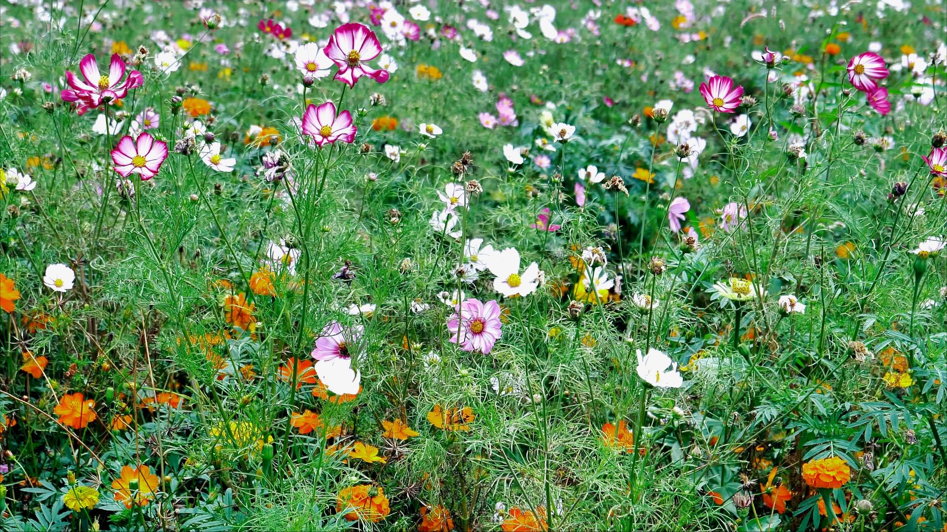 4K拍摄唯美花海美丽花朵自然风景实拍视频的预览图