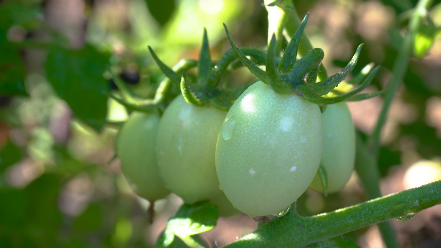4K水果小柿子自然生长美味空镜头视频的预览图