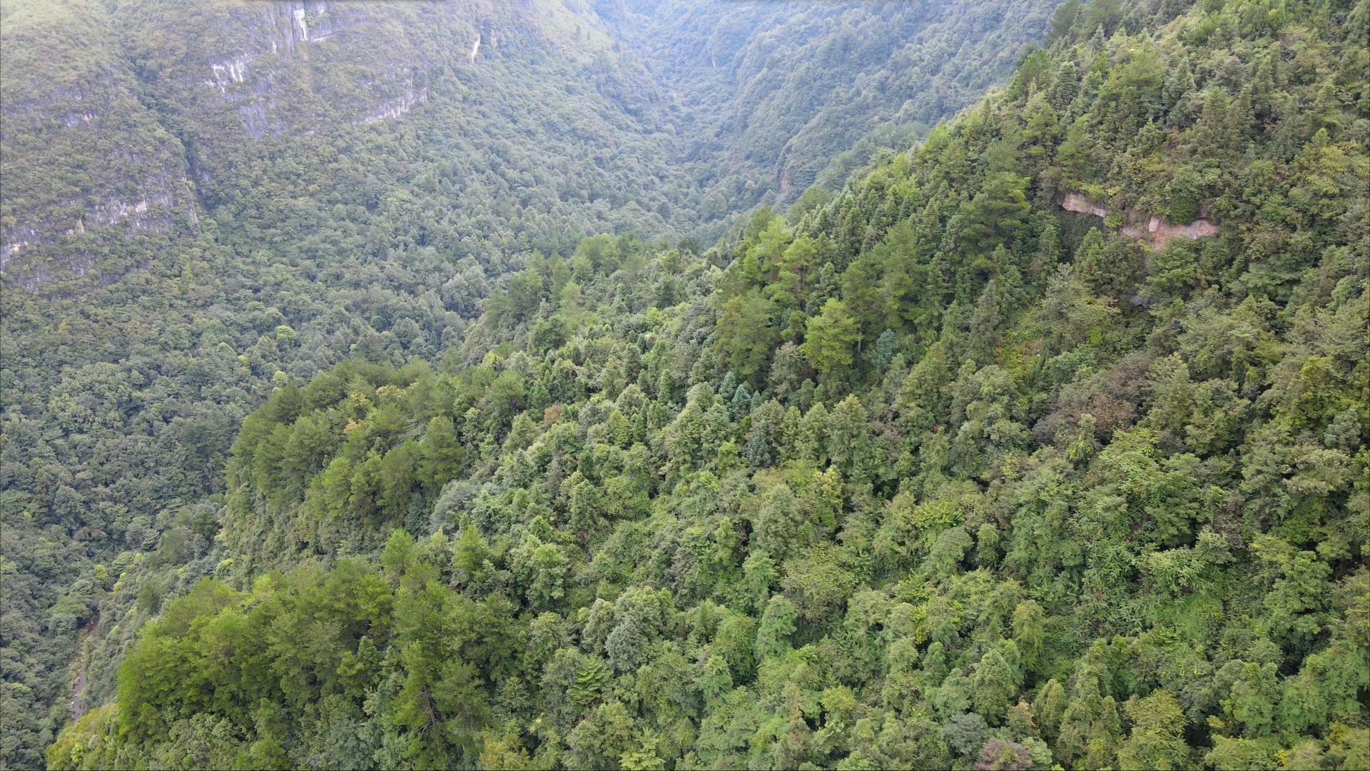 4K航拍旅游景点峡谷森林自然风景视频的预览图