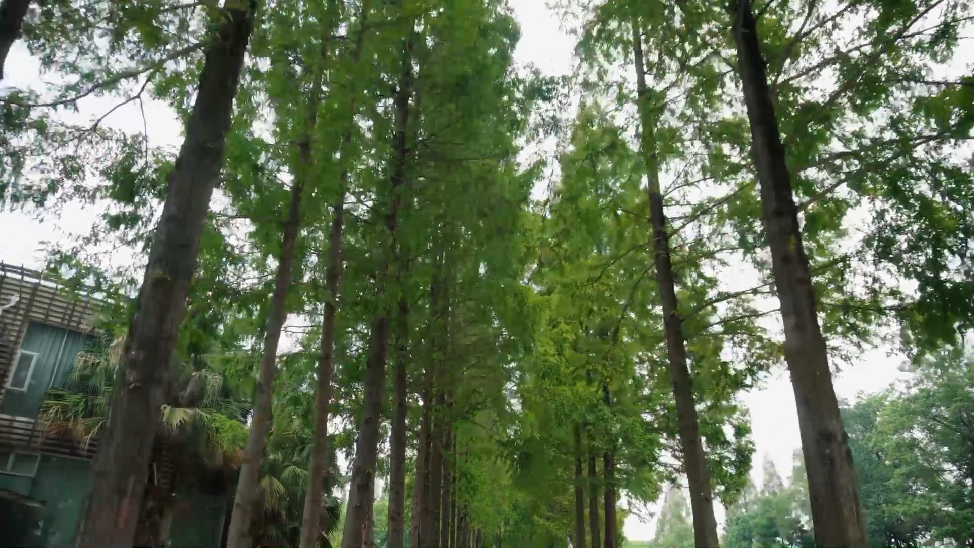 4K实拍车辆行驶途中唯美行道树视频素材视频的预览图