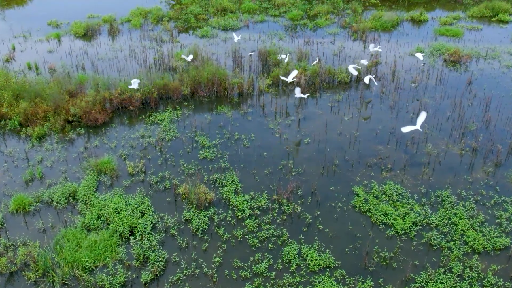 1080p升格拍摄稻田里的白鹭鸶湿地视频的预览图