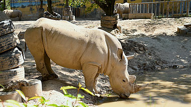 4K实拍西安秦岭动物园玩耍饮水的白犀牛视频的预览图