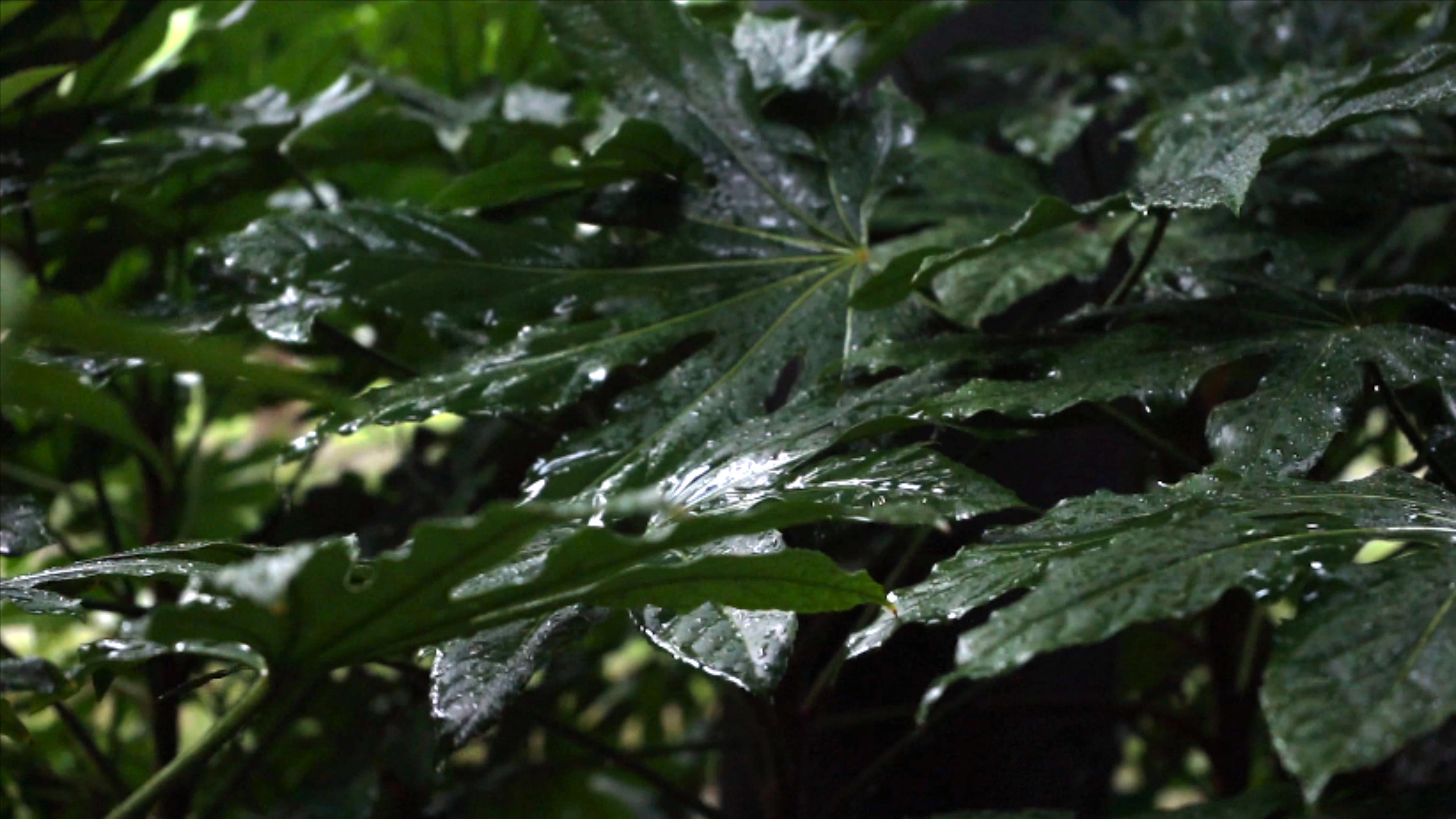 4K实拍自然风景雨天雨水滴在树叶上视频的预览图