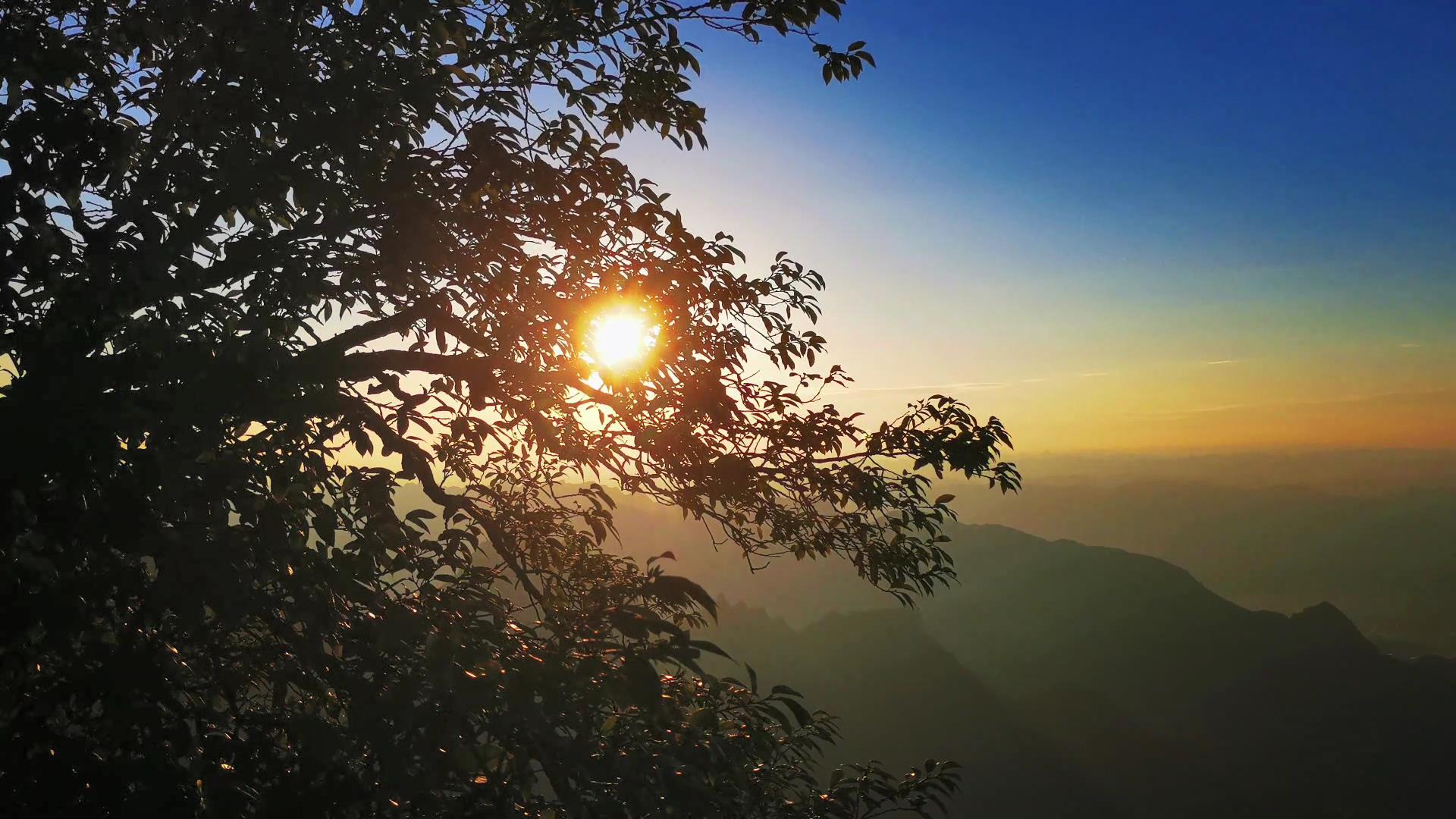 4K实拍夕阳透过树枝树叶自然风景视频的预览图