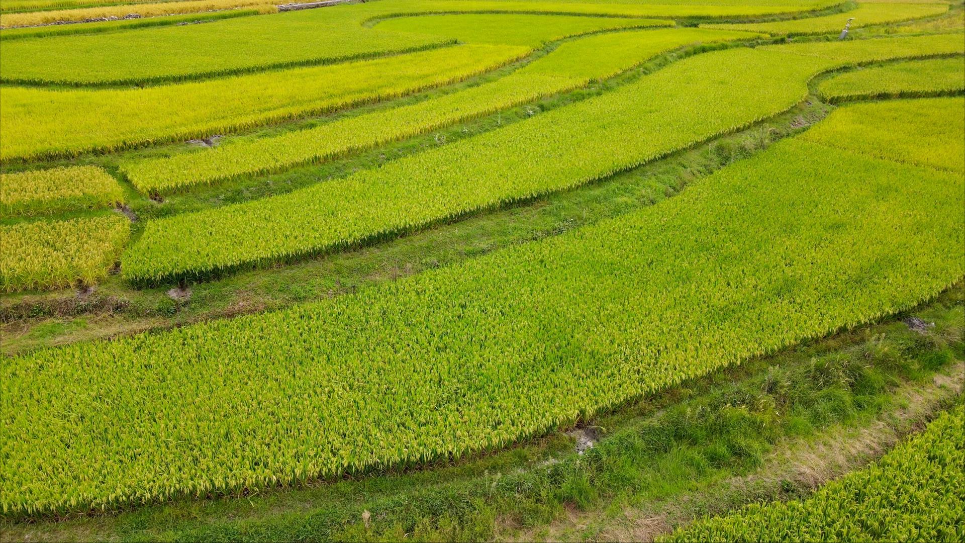 4K航拍乡下稻田水稻景色实拍视频的预览图