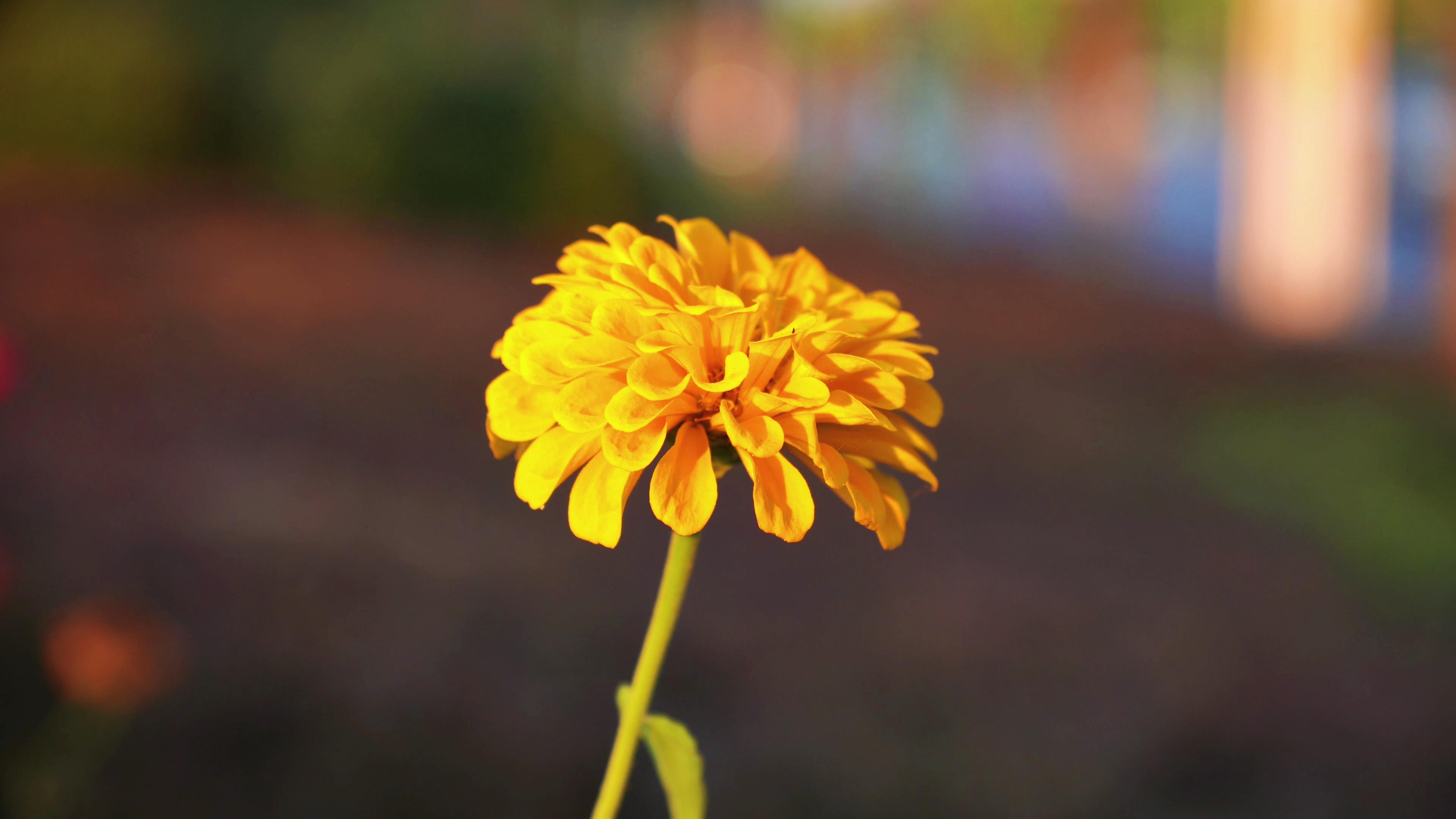 4K实拍秋季金黄色的菊花视频的预览图