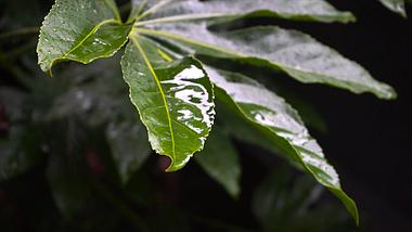 4K实拍自然风景下雨天雨水打湿树叶视频的预览图