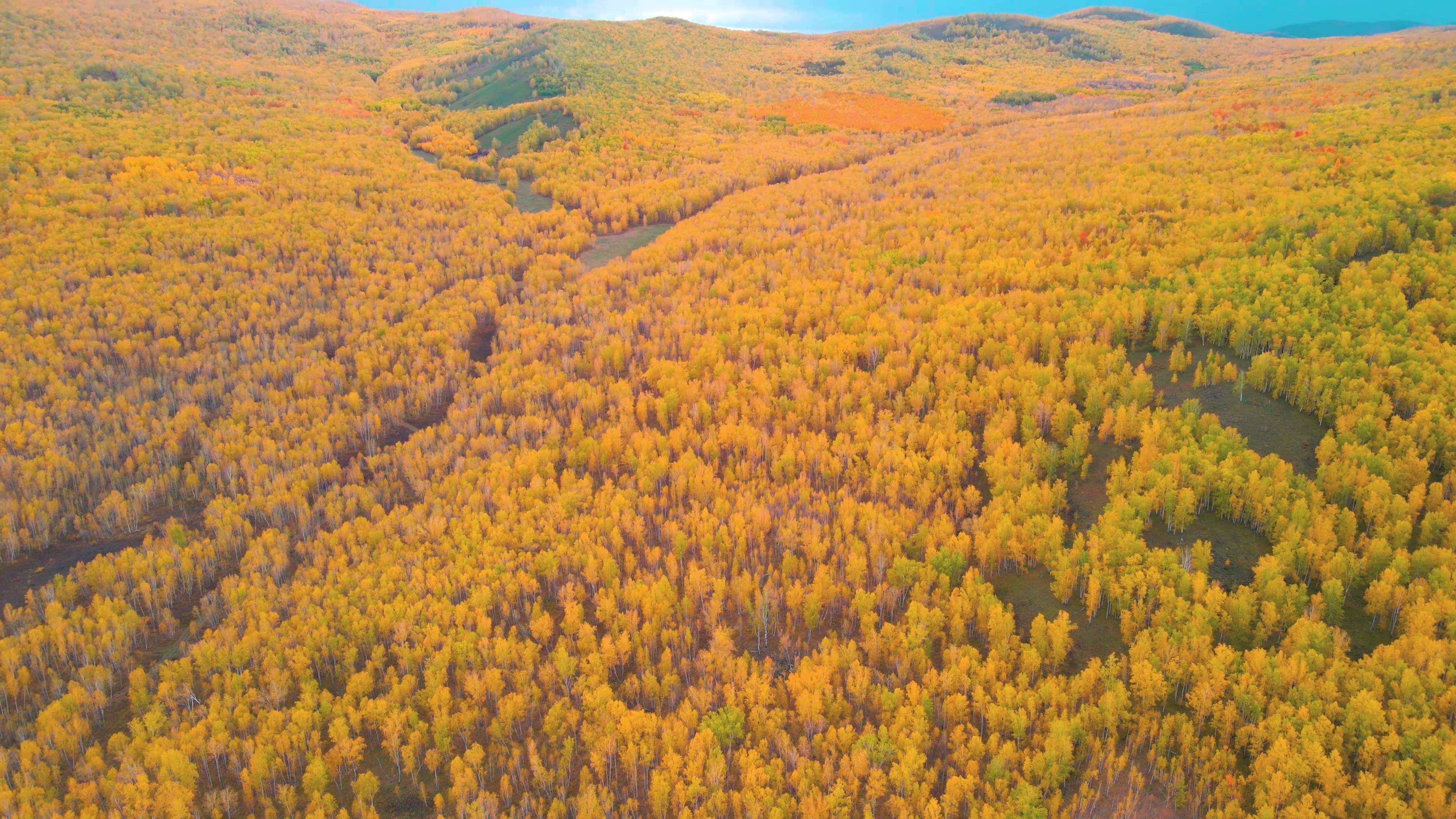 4K实拍秋天唯美白桦林自然风光视频的预览图