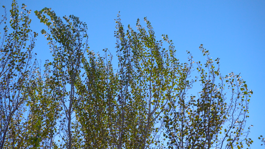 4K风吹秋天的树叶空镜头视频的预览图