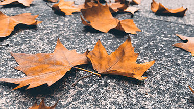 4K实拍秋天的风景落叶枫叶枯黄视频的预览图