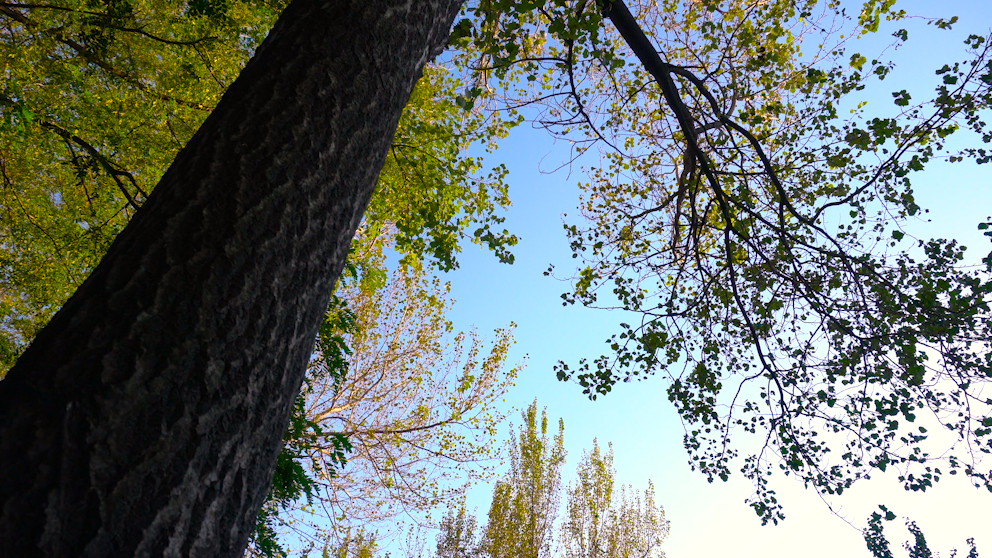 4K秋天森林树叶变黄意境空镜头视频的预览图