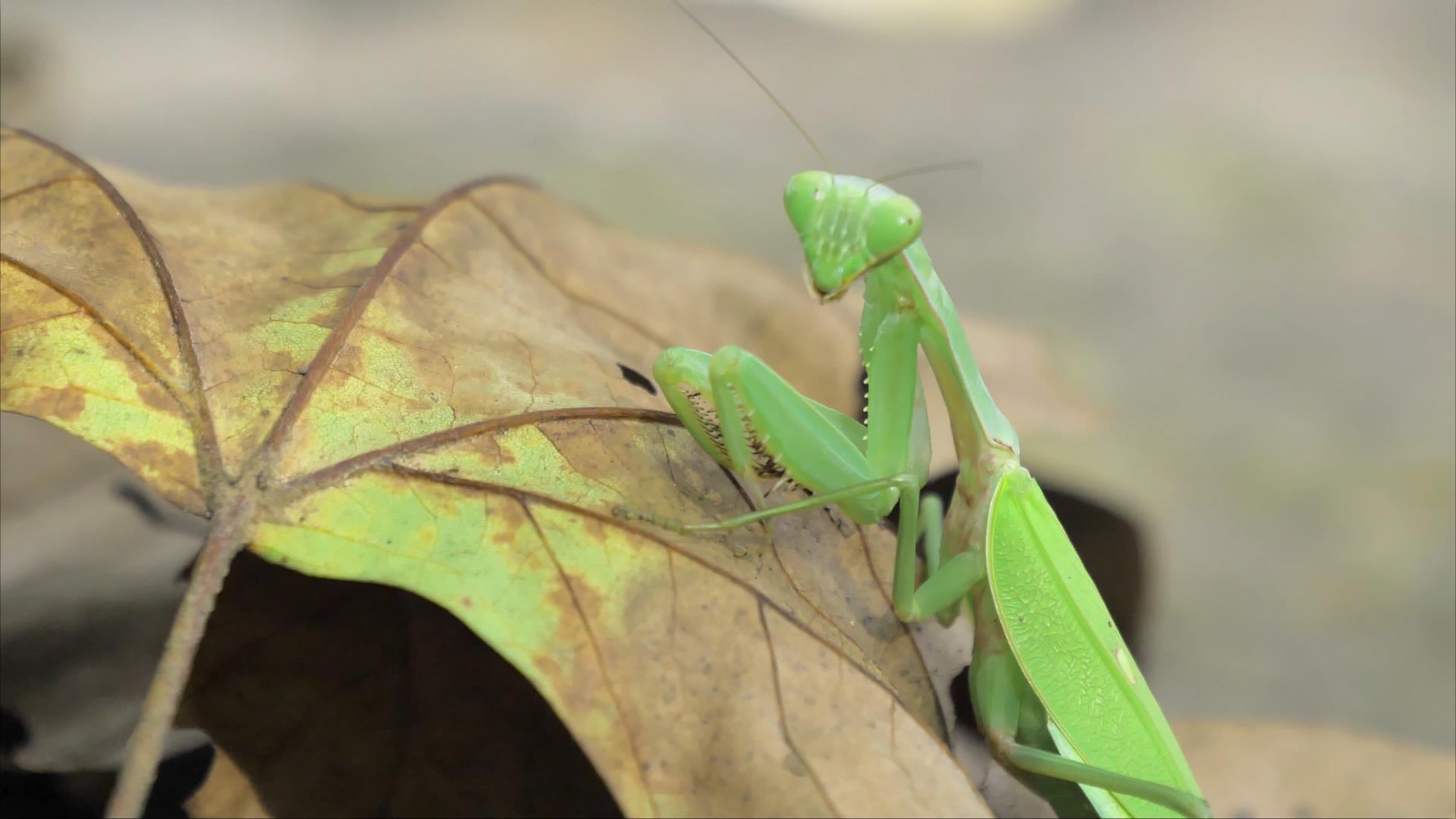 4K拍摄昆虫小动物螳螂爬树视频的预览图