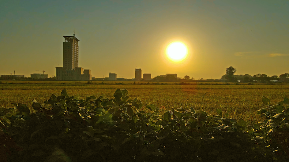 4K金黄稻田城郊夕阳空镜头视频的预览图