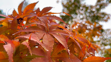 4k实拍秋天红色枫叶视频的预览图