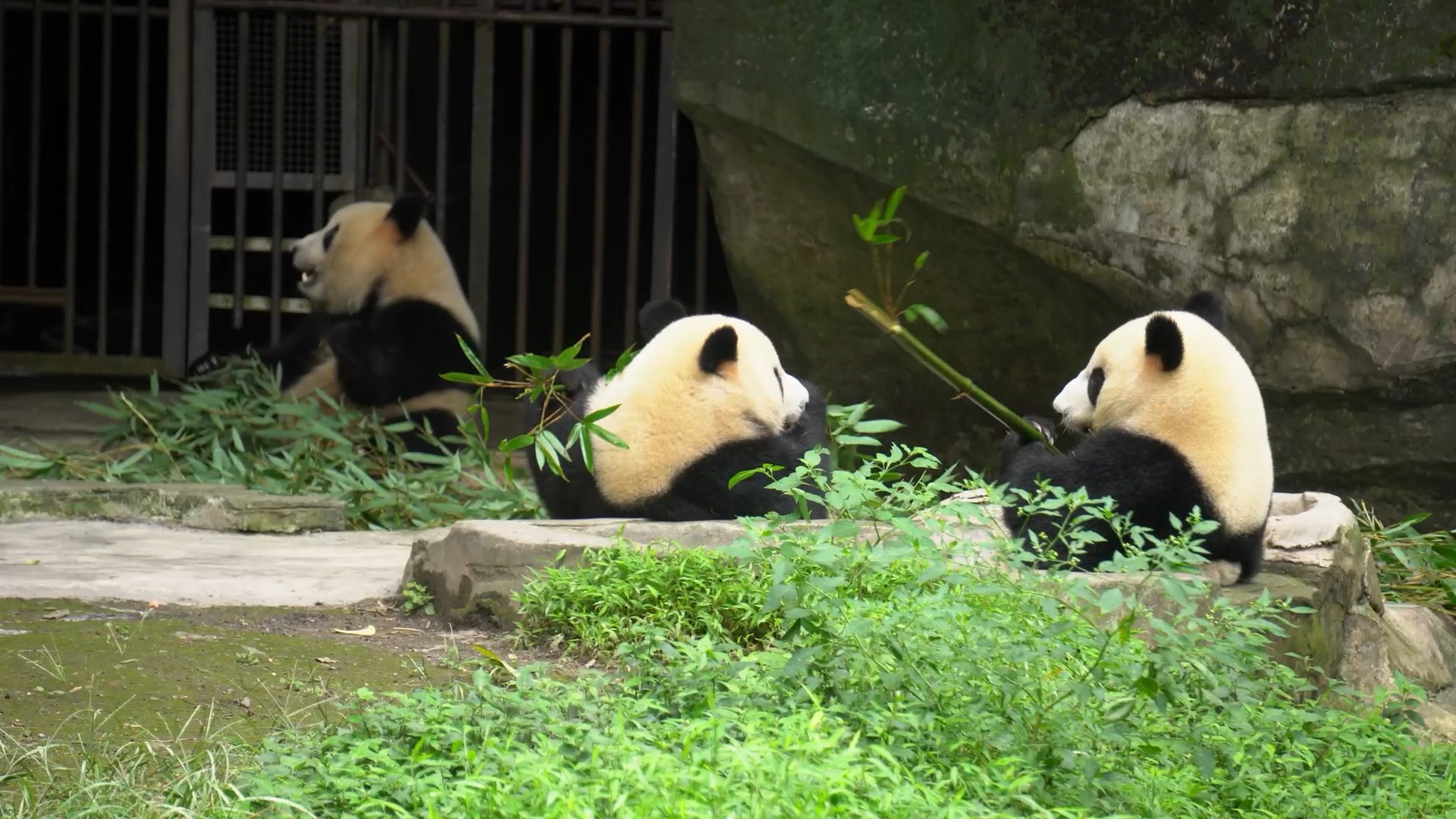 4K实拍动物园大熊猫吃竹子视频素材视频的预览图
