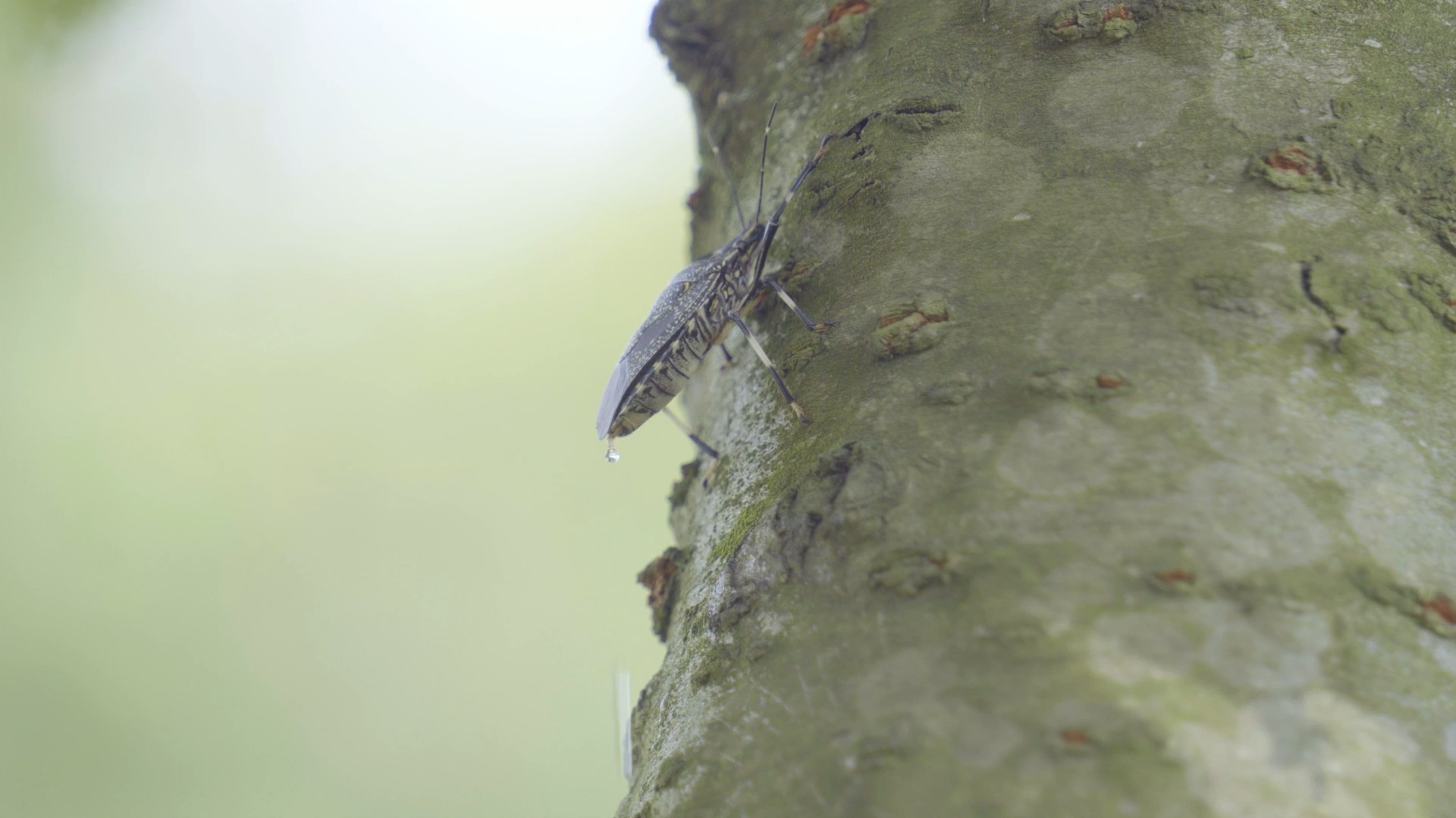 4K实拍动物爬树上休憩视频素材蝽视频的预览图