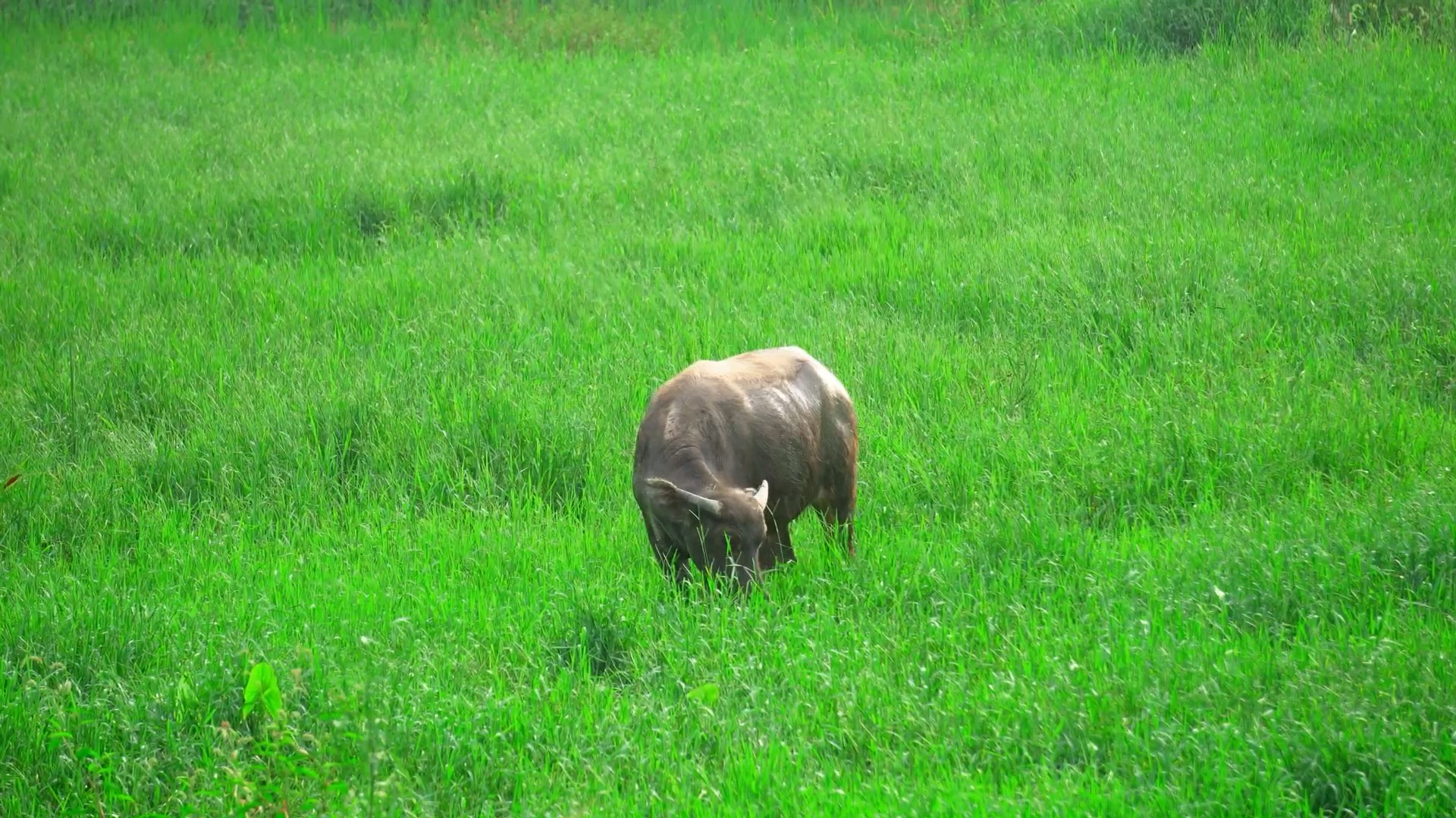 4K实拍水牛在草地吃草视频素材视频的预览图