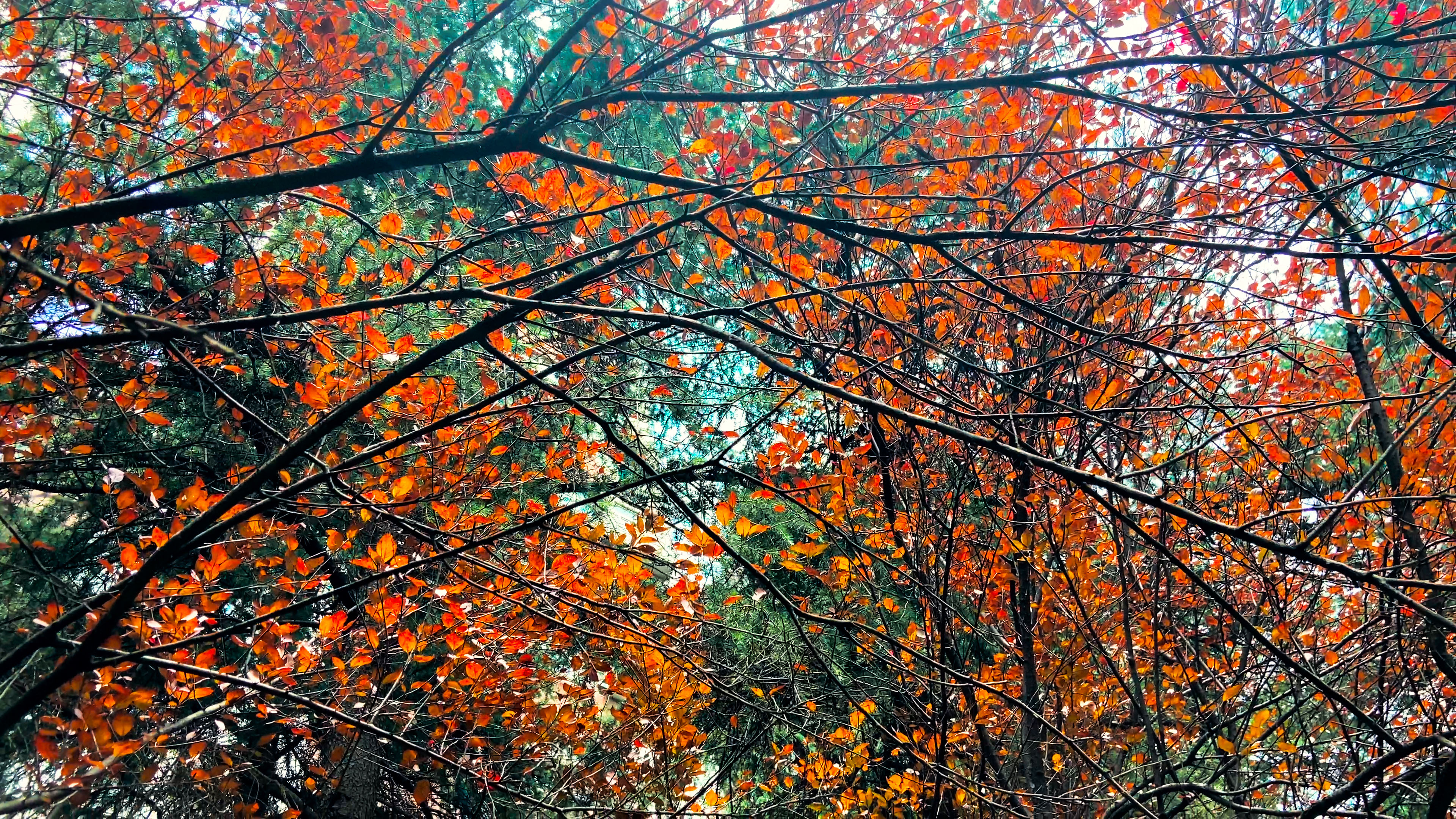 4K实拍自然风景秋天树叶红了视频的预览图