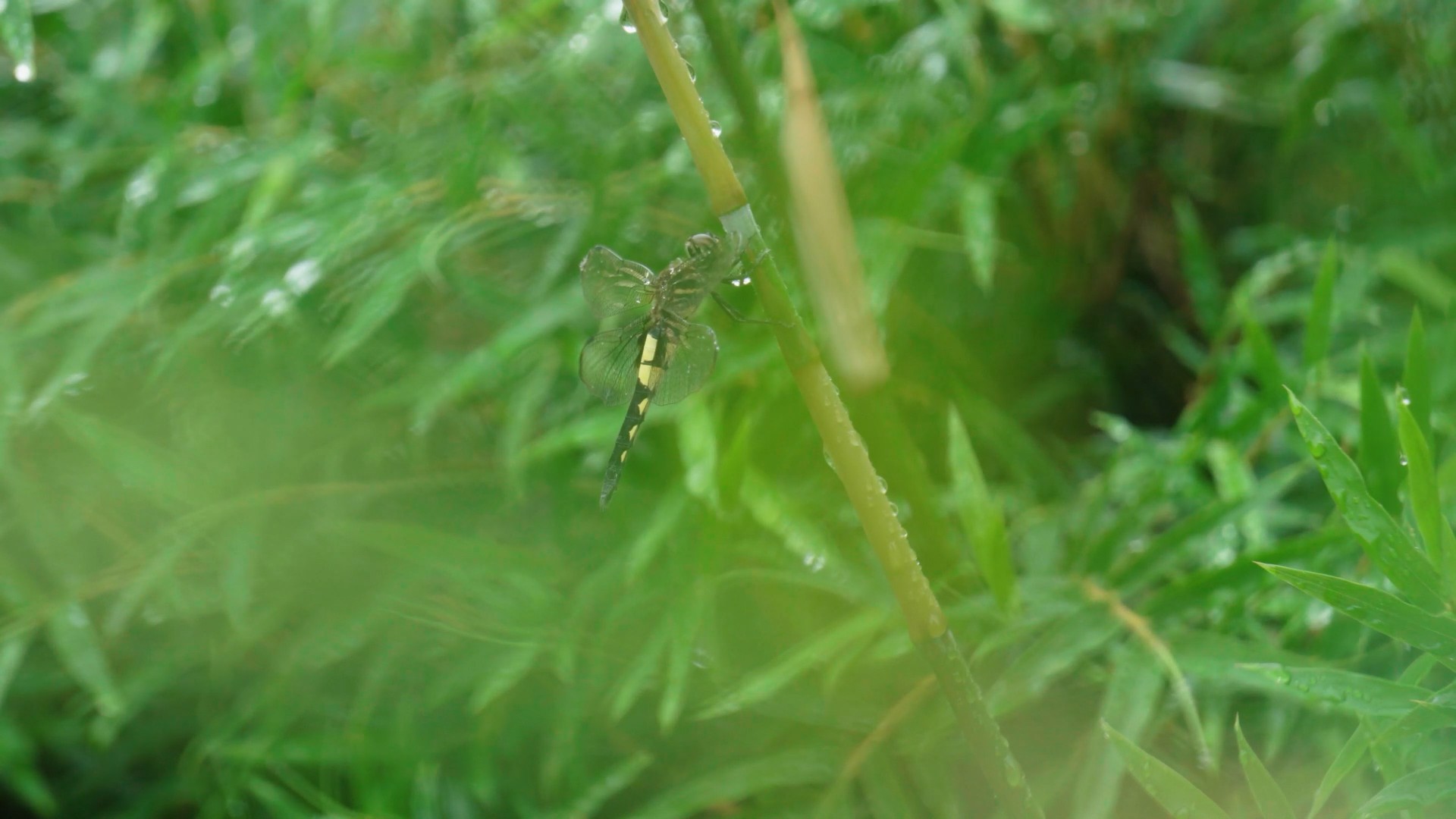 4K实拍雨后蜻蜓驻足枝头视频素材视频的预览图