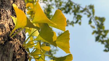 4K实拍自然风景银杏树叶黄了视频的预览图