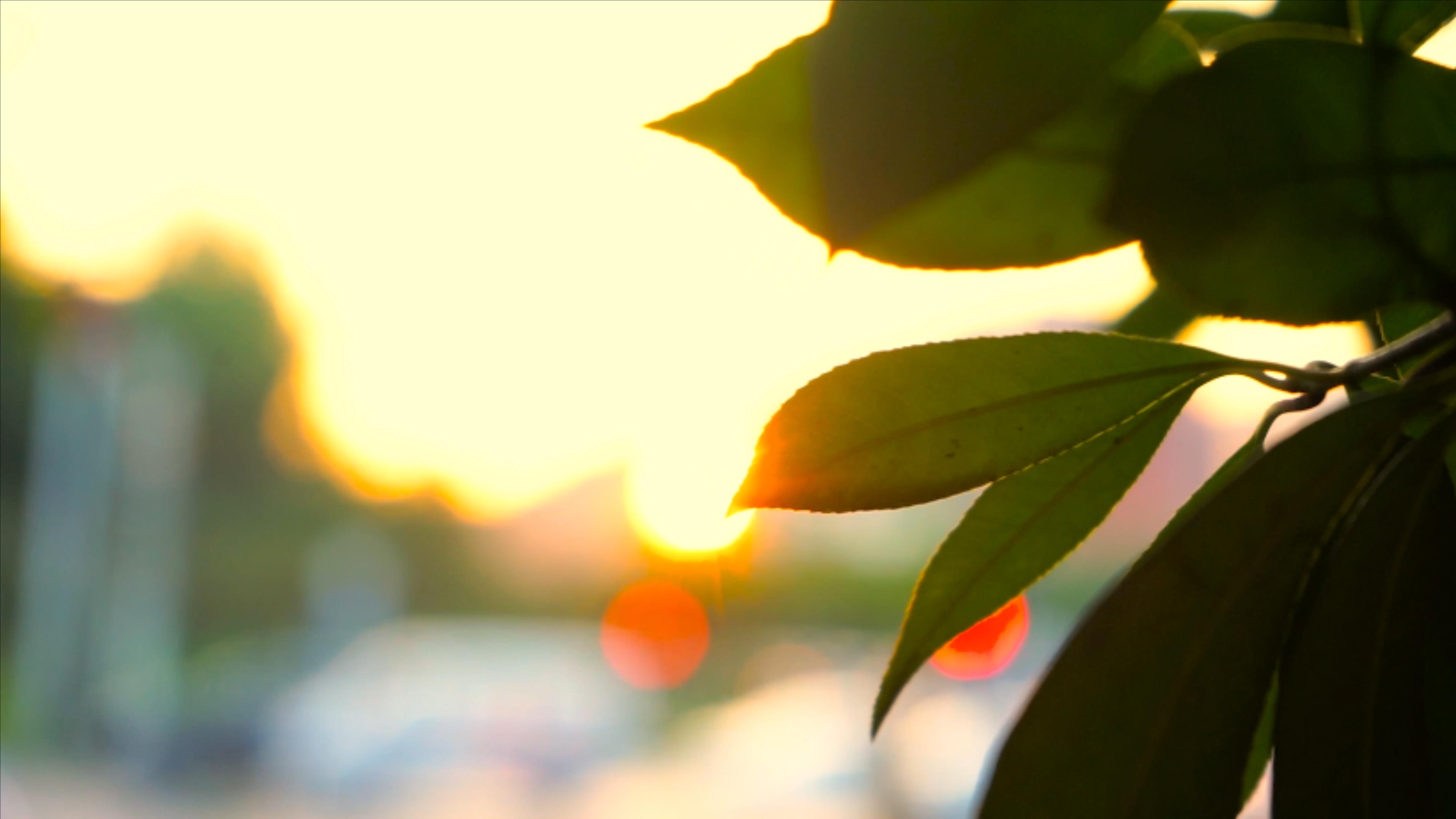 4K实拍自然风景夕阳下植物剪影黄昏视频的预览图